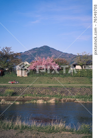 從鴨川看比叡山和櫻花 76549708
