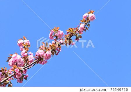 裡櫻花和晴天 76549736