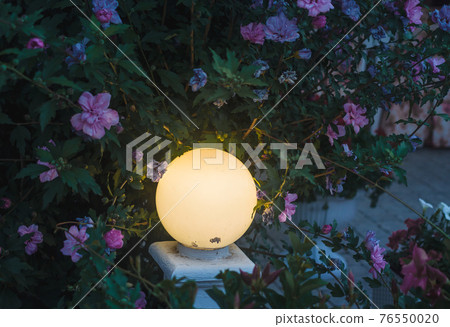 Yellow round night lantern in flower bush on dark background. Beautiful spring nature decoration. Lamplight in floral branches horizontal wallpaper. Evening outdoor colorful backdrop 76550020