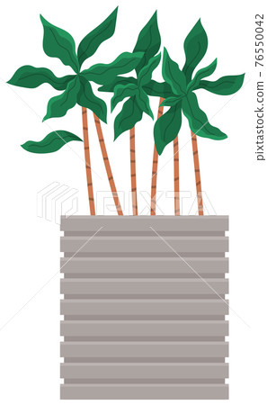 Decorative green plant with long leaves in ceramic pot, pot with houseplant. Home interior plant Decorative green plant with long leaves in ceramic pot, pot with houseplant. Home interior plant 76550042