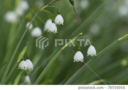 雪花盛開。學名是 Leuco jum aestivum。 雪花盛開。學名是 Leuco jum aestivum。 76550050