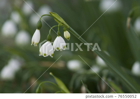 雪花盛開。學名是 Leuco jum aestivum。 76550052