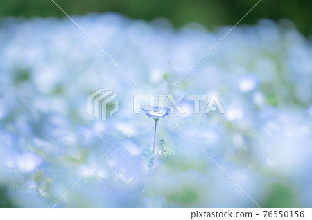 藍地毯上的花粉蝶 76550156