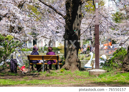 東京櫻花盛開的井之頭公園 奶奶坐在長椅上賞櫻花 76550157