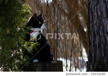 Black and white cat with yellow eyes and red collar sitting on a stub 76550200