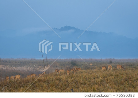 Spotted deer or Chital or Cheetal or axis axis herd grazing in grassland area in cold winter mist and haze at dhikala zone of jim corbett national park or tiger reserve uttarakhand India Spotted deer or Chital or Cheetal or axis axis herd grazing in grassland area in cold winter mist and haze at dhikala zone of jim corbett national park or tiger reserve uttarakhand India 76550388