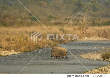 wild asian elephant mother with her calf crossing together beautiful ramganga river in scenic landscape background at dhikala of jim corbett national park uttarakhand india - Elephas maximus indicus wild asian elephant mother with her calf crossing together beautiful ramganga river in scenic landscape background at dhikala of jim corbett national park uttarakhand india - Elephas maximus indicus 76550389