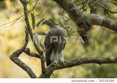 Lesser Fish Eagle or Haliaeetus humilis portrait perched in natural green background at dhikala zone of jim corbett national park or tiger reserve uttarakhand india Lesser Fish Eagle or Haliaeetus humilis portrait perched in natural green background at dhikala zone of jim corbett national park or tiger reserve uttarakhand india 76550390