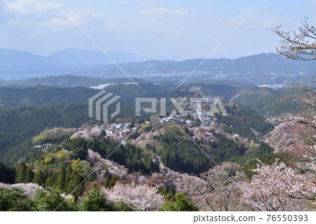 Yoshino Sakura from Nara / Kamisenbon 76550393