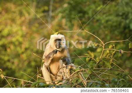 Tarai gray langur or northern plains gray langur or Semnopithecus hector in natural green background with funny expression at jim corbett national park uttarakhand india - Elephas maximus indicus Tarai gray langur or northern plains gray langur or Semnopithecus hector in natural green background with funny expression at jim corbett national park uttarakhand india - Elephas maximus indicus 76550401