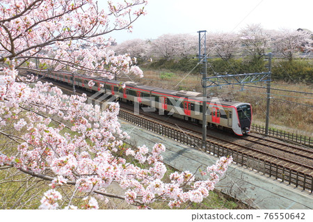 千葉縣白井市附近 都營淺草線新模型5500系列列車穿過北總線和櫻花盛開 76550642