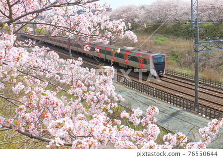 千葉縣白井市附近 都營淺草線新模型5500系列列車穿過北總線和櫻花盛開 76550644