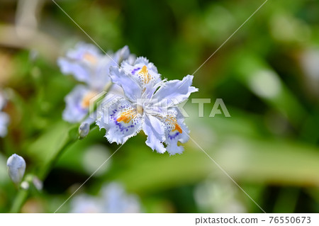 Shaga Shaga 76550673