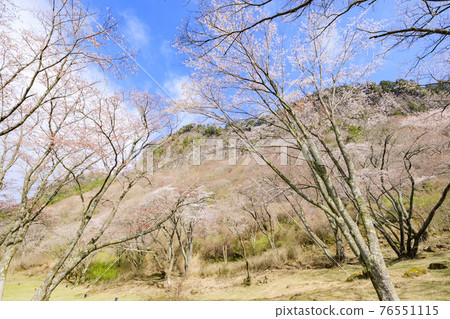Sakura in full bloom 76551115