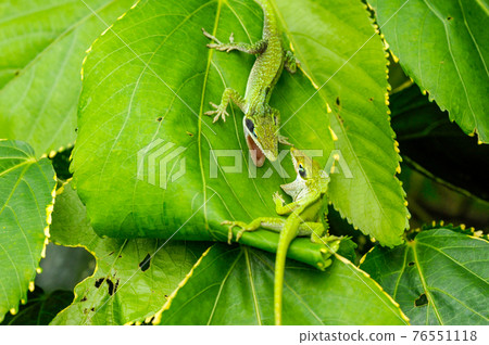 綠色anole_3977 綠色anole_3977 76551118