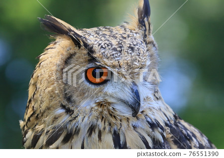 孟加拉鷹貓頭鷹的臉,眼睛銳利 孟加拉鷹貓頭鷹的臉,眼睛銳利 76551390