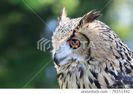 Bengal Eagle Owl's face with sharp eyes 76551392