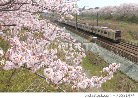 Keisei Electric Railway 3100 series and Sakura in full bloom passing through the Hokuso Line near Shiroi City, Chiba Prefecture 76551474