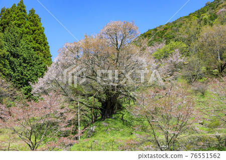 佛祖寺千年櫻花 佛祖寺千年櫻花 76551562