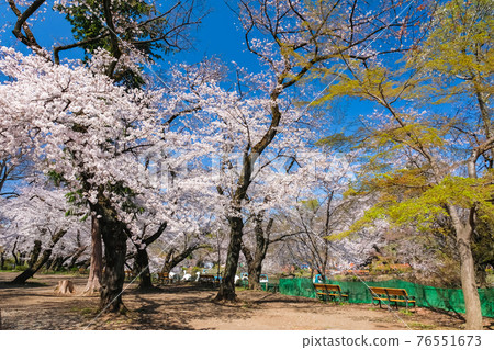 Inokashira Park in Spring, Tokyo Inokashira Park in Spring, Tokyo 76551673