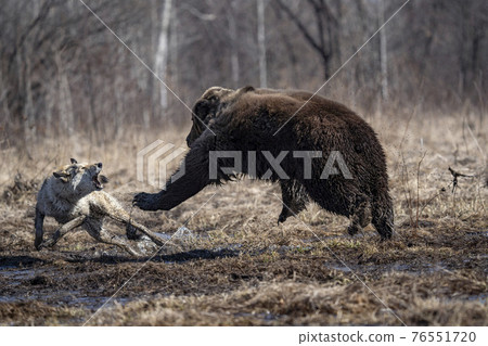 bear and dog . the dog attacks and bites the bear bear and dog . the dog attacks and bites the bear 76551720