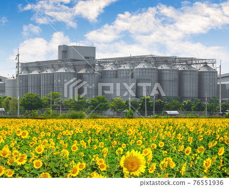 Agricultural Silos - Building Exterior, Storage and drying of grains, wheat, corn, soy, sunflower against the blue sky with sunflower fields. Agricultural Silos - Building Exterior, Storage and drying of grains, wheat, corn, soy, sunflower against the blue sky with sunflower fields. 76551936