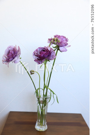 Ranunculus Ranunculus 76552096