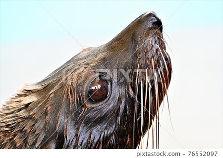 Sea lion Sea lion 76552097