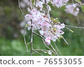 Pink cherry blossoms 76553055