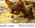 Suyasuya nap Chihuahua 76553056