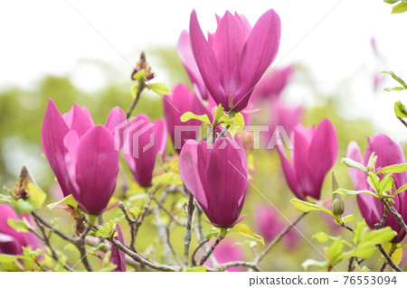 Magnolia purple flowers 76553094