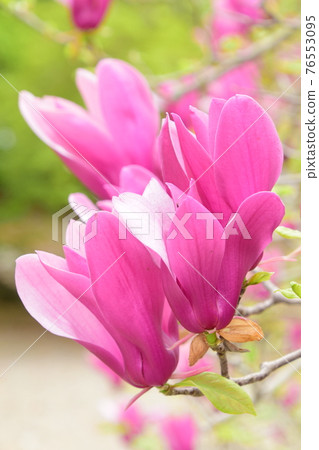 Purple magnolia up 76553095