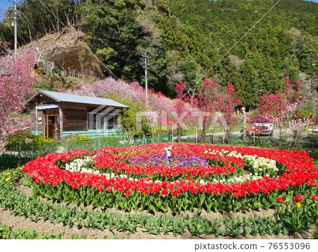 有紅色鬱金香的春天花園 76553096