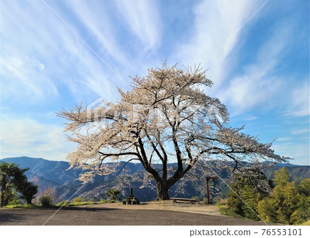 信政的一棵櫻花樹矗立在德島縣的一個山村 76553101