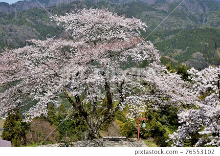遠景信政的一棵櫻花樹 遠景信政的一棵櫻花樹 76553102