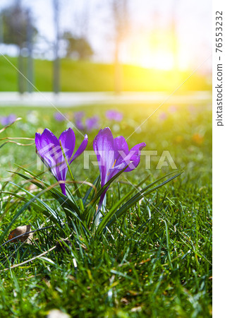 Beautiful crocuses in green grass. 76553232