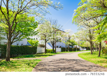 Suburban residential area, tree-lined road where dogwood blooms Suburban residential area, tree-lined road where dogwood blooms 76553248