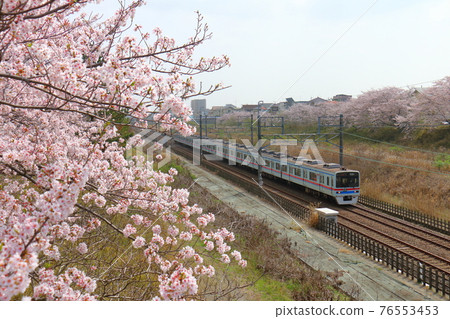 Keisei Electric Railway 3400 series and Sakura in full bloom passing through the Hokuso Line near Shiroi City, Chiba Prefecture 76553453