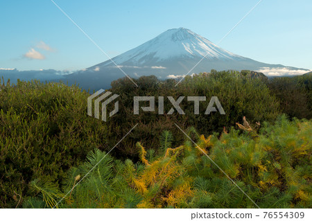 Cloud around mount Fuji with many plant foreground in evening sun light during winter season Cloud around mount Fuji with many plant foreground in evening sun light during winter season 76554309