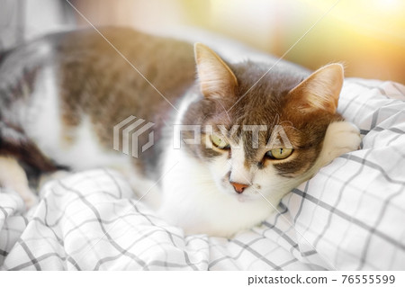 A sad cat lies on a white blanket and looks longingly away. A painful condition of a pet. A sad cat lies on a white blanket and looks longingly away. A painful condition of a pet. 76555599