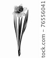 Digitally modified image of a blooming daffodil flower isolated on a white background. Solarization black and white effect. 76556041
