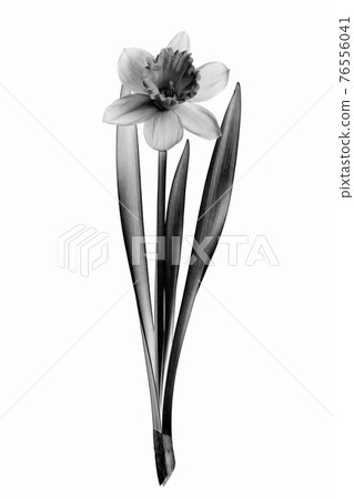 Digitally modified image of a blooming daffodil flower isolated on a white background. Solarization black and white effect. Digitally modified image of a blooming daffodil flower isolated on a white background. Solarization black and white effect. 76556041