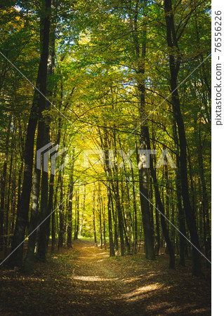 A path through the forest, fallen leaves on an autumn sunny day A path through the forest, fallen leaves on an autumn sunny day 76556226