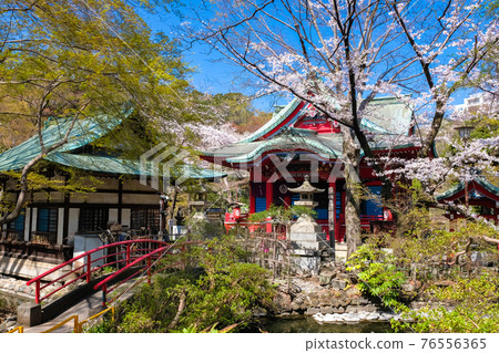 春天的井之頭公園，東京井之頭弁財天 76556365