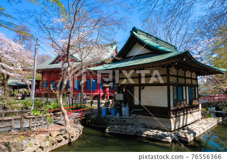 春天的井之頭公園，東京井之頭弁財天 76556366