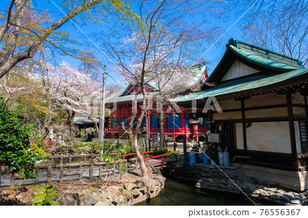 春天的井之頭公園，東京井之頭弁財天 76556367