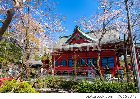 Inokashira Park in Spring, Tokyo Inokashira Benzaiten Inokashira Park in Spring, Tokyo Inokashira Benzaiten 76556375
