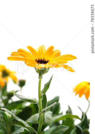 Calendula Calendula 76556875