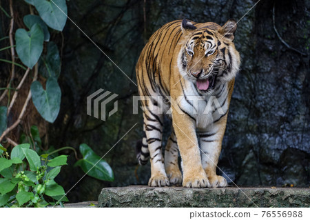 Close up bengal tiger is big animal and dangerous in forest Close up bengal tiger is big animal and dangerous in forest 76556988