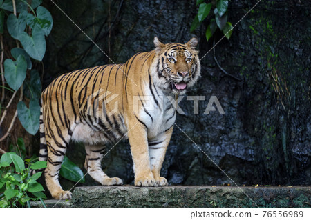 Close up bengal tiger is big animal and dangerous in forest Close up bengal tiger is big animal and dangerous in forest 76556989
